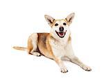 Head shot of smiling Australian Cattle Dog/Shiba Inu mix dog with open mouth.