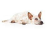 Australian cattle dog laying against a white backdrop and looking up