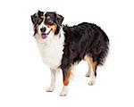 A very alert Australian Shepherd Dog standing at an angle while looking off to the side.