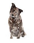 A curious Australian Shepherd Mix Breed Dog sitting looking to the side of the camera.