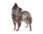 An inquisitive Australian Shepherd Mix Breed Dog standing at an angle while looking into the camera.