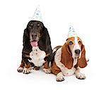 Basset Hound dogs weating birthday hats with paw prints