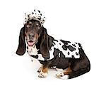 Basset Hound dog wearing a black and white cow print cowboy outfit. Isolated on white