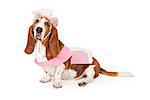Basset Hound dog wearing a pink cowboy outfit isolated on white