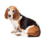 A pretty adult Basset Hound dog sitting to the side with a sad expression