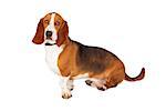 A beautiful Basset Hound dog sitting off to the side and looking at the camera