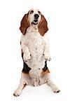 Basset Hound dog sitting up and begging. Isolated on white