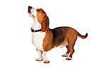 A side view of a fit and healthy Basset Hound dog standing and looking up at an off-camera treat