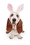 Basset Hound dog wearing bunny ears and isolated on white