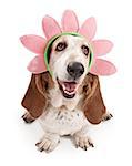 Basset Hound dog wearing a pink flower head band. Isolated on white.