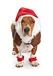 Basset Hound dog wearing a santa claus outfit. Isolated on white
