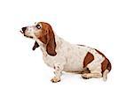 basset Hound Dog with tongue sticking out. Isolated on white.