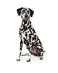 A beautiful Dalmatian Dog sitting while looking off to the side.