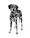 A beautiful Dalmatian Dog standing at an angle while looking off to the side.