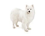 A beautiful Samoyed Dog standing at an angle while looking into the camera.