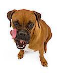 Boxer dog with a big tongue licking his chops