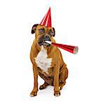 A fawn Boxer dog wearing a red hat and blowing on a party horn