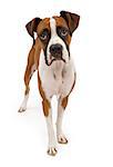 A tri-colored Boxer dog standing up and looking forward. Isolated on white