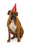A fawn Boxer dog wearing a red birthday party hat
