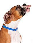 A Boxer dog with peanut butter on his mouth sticking tongue out