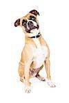 A cute Boxer crossbreed sitting and looking at the camera with a funny expression