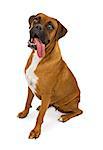 A fawn Boxer dog sitting down with a long tongue hanging out