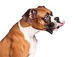 Funny photo of a boxer dog sticking his tongue out