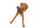 A large Boxer breed dog laying down against a white background with long legs extended out