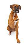 A large Boxer breed dog against a white background extending his paw to shake hands