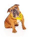 Bulldog sitting against a white backdrop wearing a yellow bandana that says Adopt Me