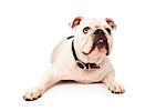 A young white Bulldog laying against a white background and looking up at a treat