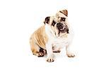 Bulldog sitting against a white backdrop looking at camera with bottom teeth sticking out