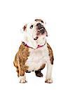 Bulldog sitting down against a white backdrop looking up at a treat