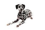 A calm and relaxed Dalmatian Dog laying while looking off to the side.