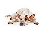 Queensland Heeler mixed breed dog laying against a white backdrop and rolling his eyes up with a frustrated expression