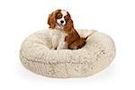 Cavalier King Charles Spaniel dog on a cream color dog bed against a white backdrop