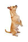 A cute Chihuahua mix dog standing on hind legs begging against a white backdrop