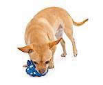 A small mixed breed Chihuahua playing with a toy and isolated on white