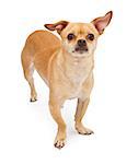 A cute little Chihuahua and Pug Mixed breed dog standing against a white backdrop