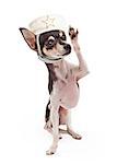 A Chihuahua Dog wearing a sailor's cap while saluting to the camera.