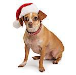 A Chihuahua dog wearing a red santa hat and fancy colar sitting on a white backdrop