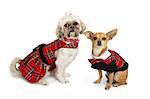 A Chihuahua and a Shih Tzu Dog dressed in fancy red and black plaid outfits.