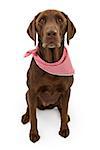 A chocolate Labrador retriever dog with a red and white checkered scarf isolated on white