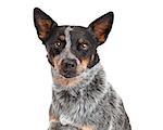 A closeup of a beautiful Australian Cattle Dog