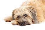 Closeup of sad looking Pyrenean Shepherd Dog