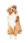 A curious Australian Shepherd Dog sitting with its head tilted and mouth slightly open.