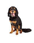 Curious Gordon Setter Mix Breed Dog sitting with tongue hanging out of its mouth.  The dog is facing forwards.