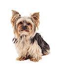 A curious and attentive Yorkshire Terrier dog sitting and looking forward.