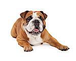 A cute English Bulldog looking forward while laying with outstretched paws.