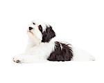 A very cute Havanese Dog laying while looking up and to the side.